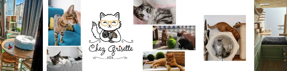 Hôtel pour chats Angers